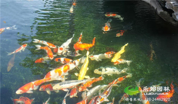 鱼池水质处理后图片