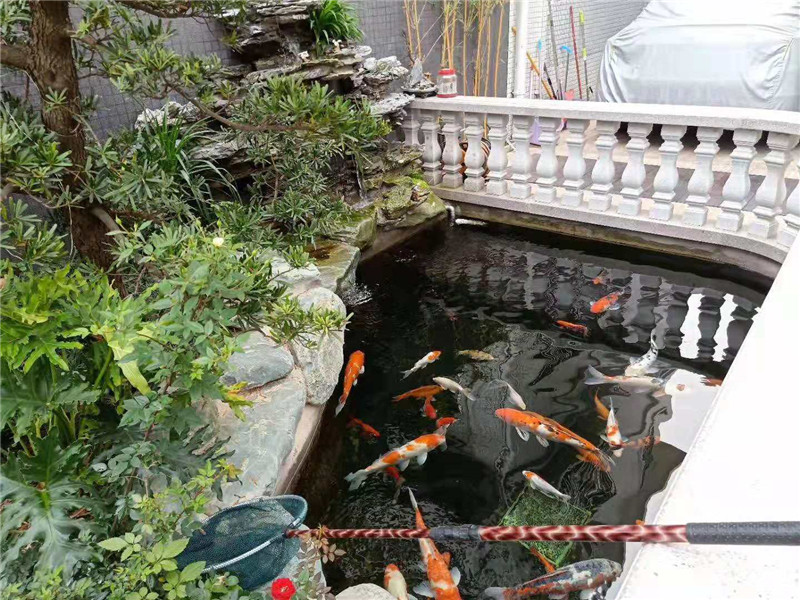 广州番禺区家庭庭院鱼池景观设计图片4